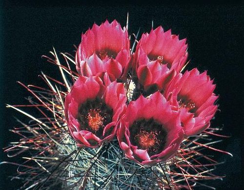 Sclerocactus polyancistrus